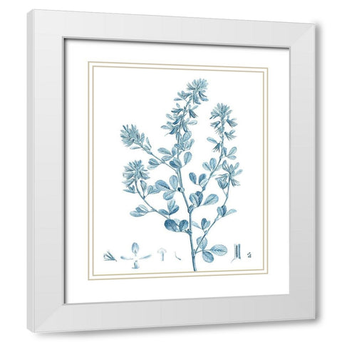 Antique Botanical in Blue VIII White Modern Wood Framed Art Print with Double Matting by Vision Studio