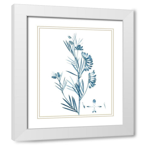 Antique Botanical in Blue IX White Modern Wood Framed Art Print with Double Matting by Vision Studio