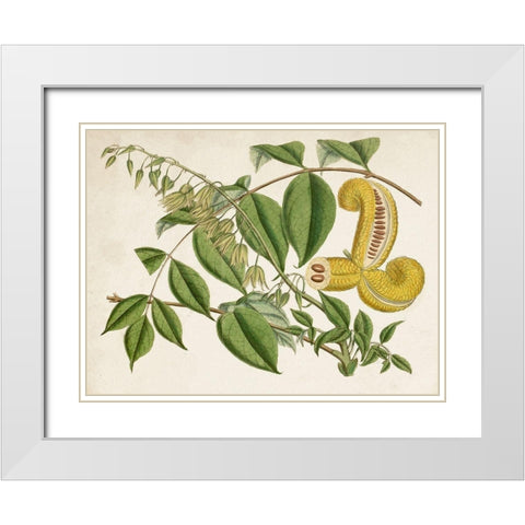Tropical Foliage and Fruit I White Modern Wood Framed Art Print with Double Matting by Curtis
