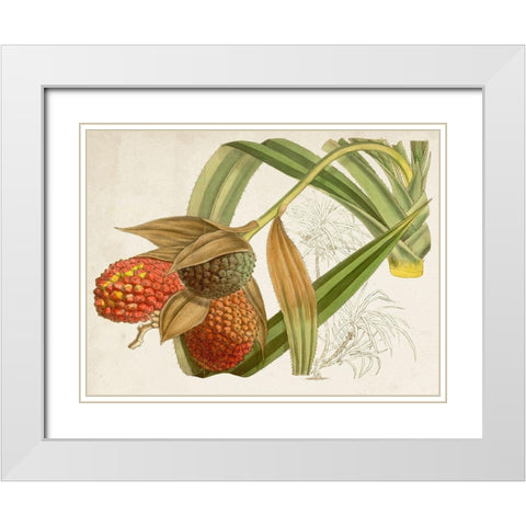 Tropical Foliage and Fruit III White Modern Wood Framed Art Print with Double Matting by Curtis