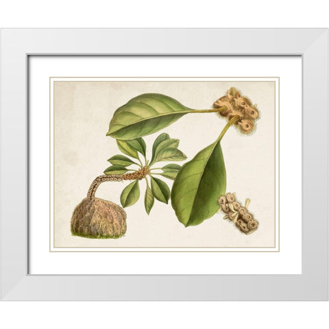Tropical Foliage and Fruit V White Modern Wood Framed Art Print with Double Matting by Curtis