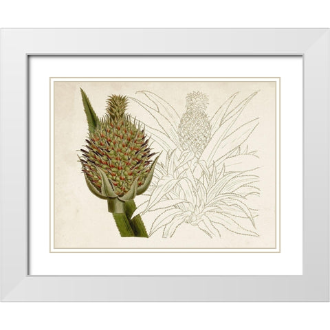 Tropical Foliage and Fruit VI White Modern Wood Framed Art Print with Double Matting by Curtis