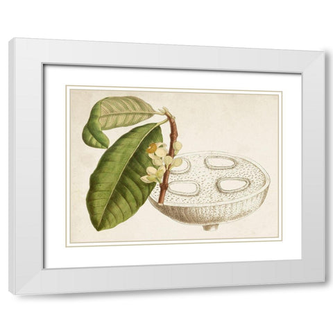 Tropical Foliage and Fruit VII White Modern Wood Framed Art Print with Double Matting by Curtis