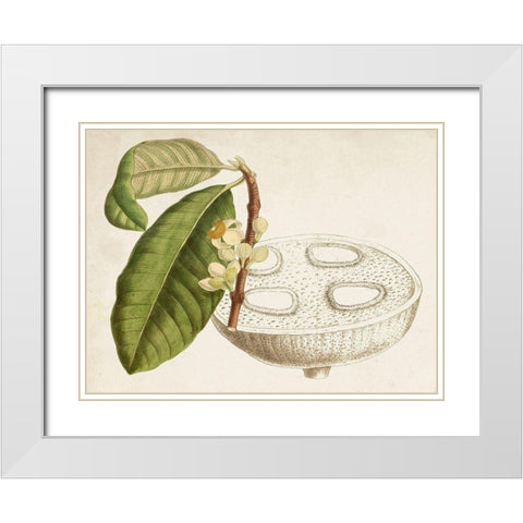 Tropical Foliage and Fruit VII White Modern Wood Framed Art Print with Double Matting by Curtis