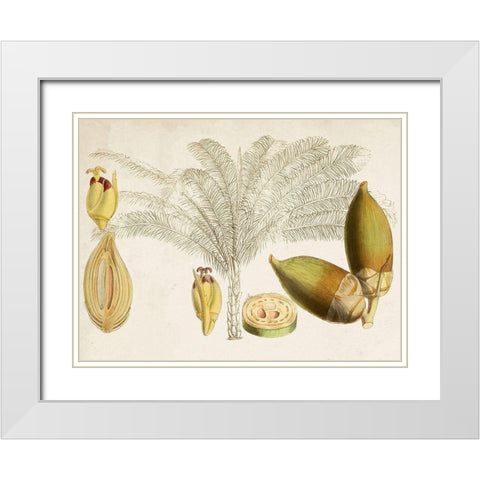 Tropical Foliage and Fruit VIII White Modern Wood Framed Art Print with Double Matting by Curtis