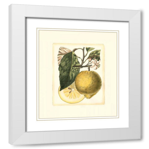 French Lemon Study I White Modern Wood Framed Art Print with Double Matting by Risso, A.