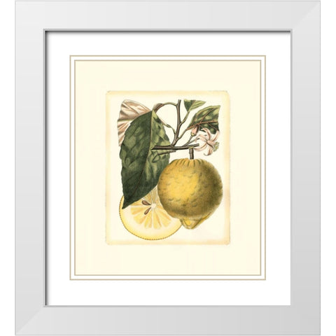French Lemon Study I White Modern Wood Framed Art Print with Double Matting by Risso, A.