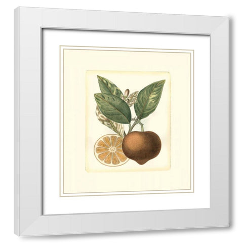 French Orange Study I White Modern Wood Framed Art Print with Double Matting by Risso, A.