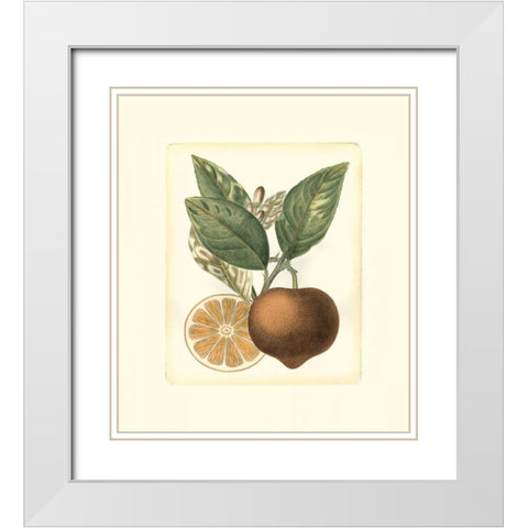French Orange Study I White Modern Wood Framed Art Print with Double Matting by Risso, A.