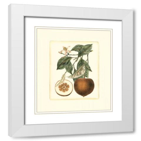 French Orange Study II White Modern Wood Framed Art Print with Double Matting by Risso, A.