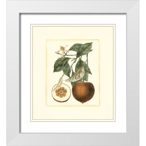French Orange Study II White Modern Wood Framed Art Print with Double Matting by Risso, A.