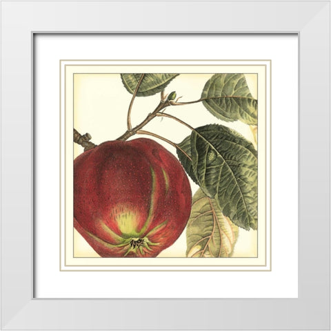 Graphic Apple White Modern Wood Framed Art Print with Double Matting by Vision Studio