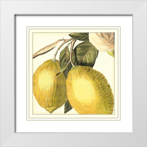 Graphic Lemon White Modern Wood Framed Art Print with Double Matting by Vision Studio