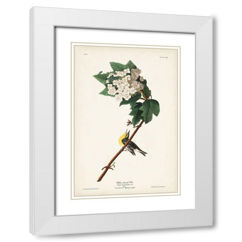Pl. 119 Yellow-throated Vireo White Modern Wood Framed Art Print with Double Matting by Audubon, John James
