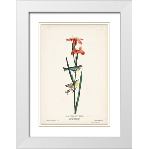 Pl. 15 Blue Yellow-back Warbler White Modern Wood Framed Art Print with Double Matting by Audubon, John James