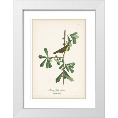Pl. 24 Roscoes Yellow Throat White Modern Wood Framed Art Print with Double Matting by Audubon, John James