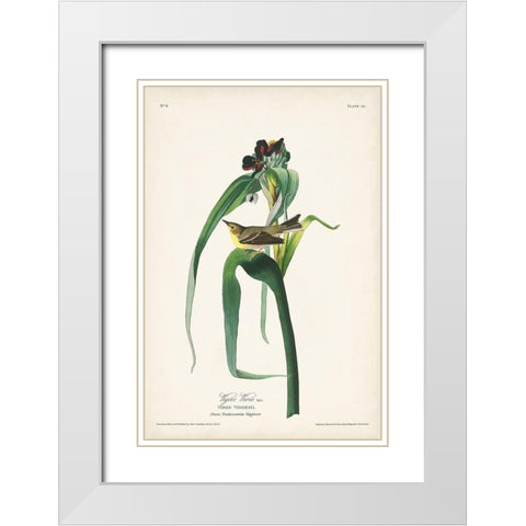 Pl. 30 Vigors Vireo White Modern Wood Framed Art Print with Double Matting by Audubon, John James