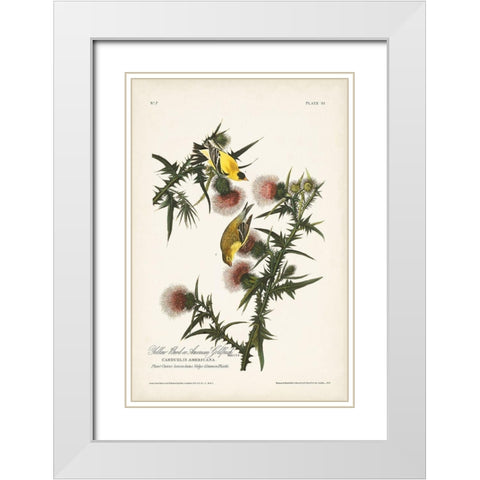 Pl. 33 American Gold Finch White Modern Wood Framed Art Print with Double Matting by Audubon, John James