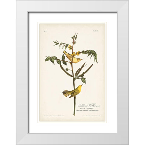 Pl. 35 Childrens Warbler White Modern Wood Framed Art Print with Double Matting by Audubon, John James