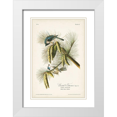 Pl. 39 Crested Titmouse White Modern Wood Framed Art Print with Double Matting by Audubon, John James