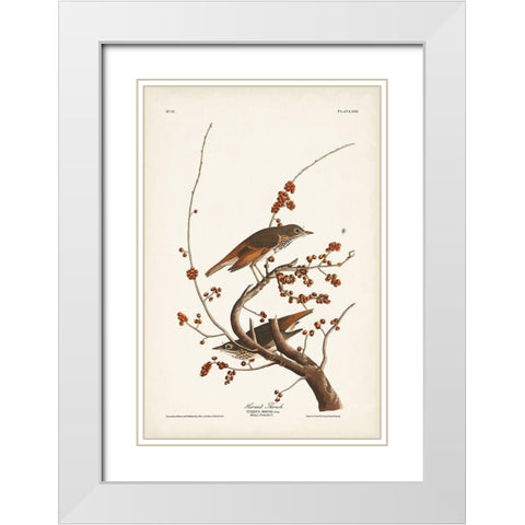 Pl. 58 Hermit Thrush White Modern Wood Framed Art Print with Double Matting by Audubon, John James