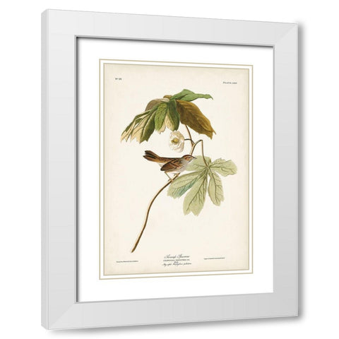 Pl. 64 Swamp Sparrow White Modern Wood Framed Art Print with Double Matting by Audubon, John James