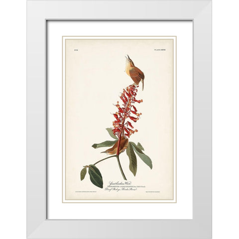 Pl. 78 Great Carolina Wren White Modern Wood Framed Art Print with Double Matting by Audubon, John James