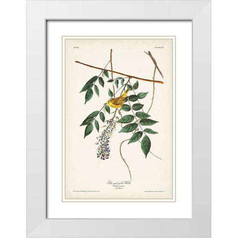 Pl. 95 Blue-eyed Yellow Warbler White Modern Wood Framed Art Print with Double Matting by Audubon, John James