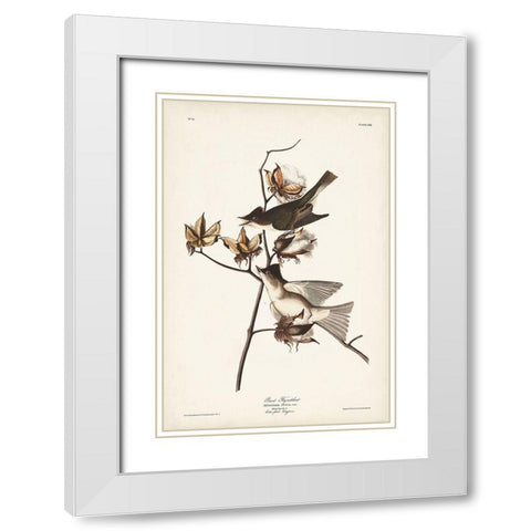 Pl. 120 Pewit Flycatcher White Modern Wood Framed Art Print with Double Matting by Audubon, John James