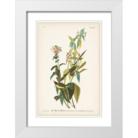Pl. 124 Green Black-capt Flycatcher White Modern Wood Framed Art Print with Double Matting by Audubon, John James