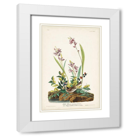 Pl. 139 Field Sparrow White Modern Wood Framed Art Print with Double Matting by Audubon, John James
