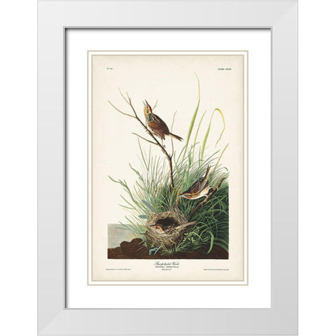 Pl. 149 Sharp-tailed Finch White Modern Wood Framed Art Print with Double Matting by Audubon, John James