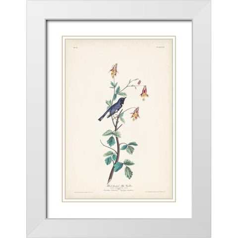Pl. 155 Black-throated Blue Warbler White Modern Wood Framed Art Print with Double Matting by Audubon, John James