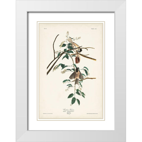 Pl. 160 Carolina Titmouse White Modern Wood Framed Art Print with Double Matting by Audubon, John James