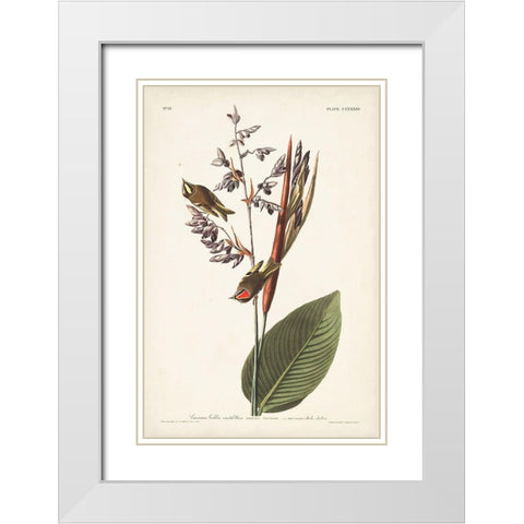Pl. 183 American Golden-crested Wren White Modern Wood Framed Art Print with Double Matting by Audubon, John James