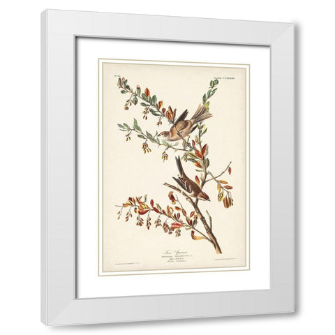 Pl. 188 Tree Sparrow White Modern Wood Framed Art Print with Double Matting by Audubon, John James