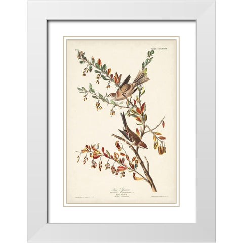 Pl. 188 Tree Sparrow White Modern Wood Framed Art Print with Double Matting by Audubon, John James