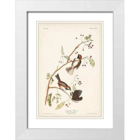 Pl. 194 Canadian Titmouse White Modern Wood Framed Art Print with Double Matting by Audubon, John James
