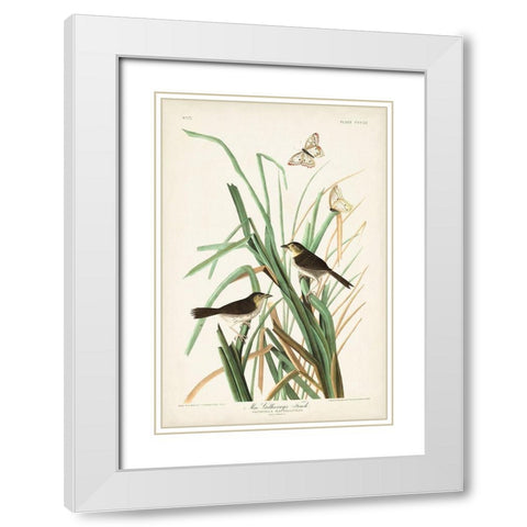Pl. 355 Mac Gillivrays Finch White Modern Wood Framed Art Print with Double Matting by Audubon, John James