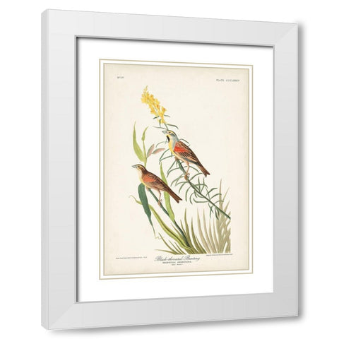 Pl. 384 Black-throated Bunting White Modern Wood Framed Art Print with Double Matting by Audubon, John James