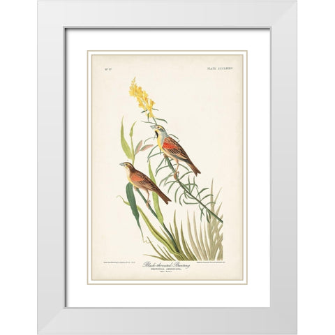 Pl. 384 Black-throated Bunting White Modern Wood Framed Art Print with Double Matting by Audubon, John James