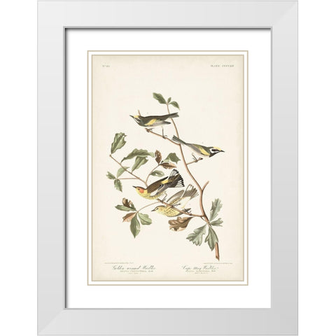 Pl. 414 Golden-winged Warbler White Modern Wood Framed Art Print with Double Matting by Audubon, John James