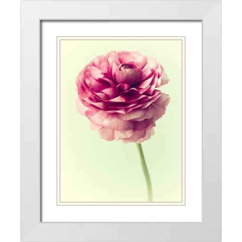 Lush Botanical II White Modern Wood Framed Art Print with Double Matting by Stalus, Judy