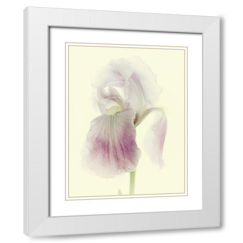 Flowers Aglow I White Modern Wood Framed Art Print with Double Matting by Stalus, Judy
