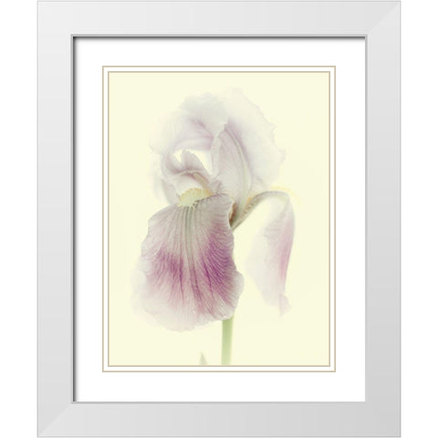 Flowers Aglow I White Modern Wood Framed Art Print with Double Matting by Stalus, Judy