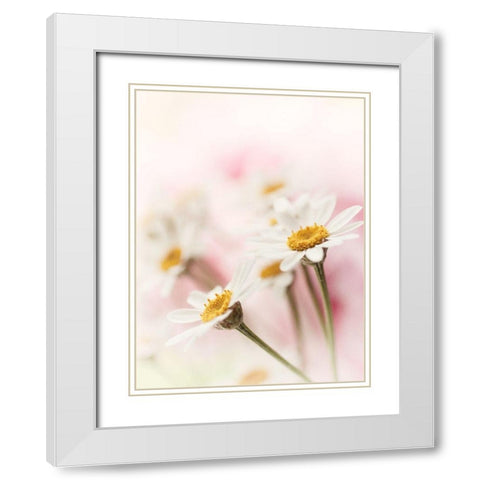 Flowers Aglow III White Modern Wood Framed Art Print with Double Matting by Stalus, Judy