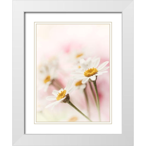Flowers Aglow III White Modern Wood Framed Art Print with Double Matting by Stalus, Judy