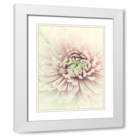 Flowers Aglow IV White Modern Wood Framed Art Print with Double Matting by Stalus, Judy