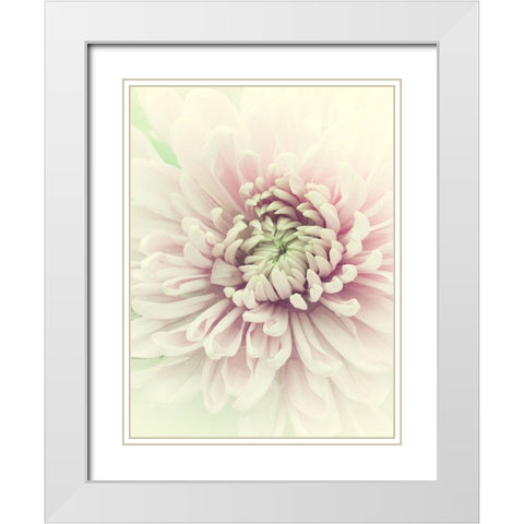 Flowers Aglow IV White Modern Wood Framed Art Print with Double Matting by Stalus, Judy