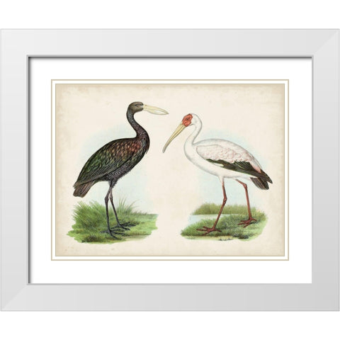 Antique Waterbirds I White Modern Wood Framed Art Print with Double Matting by Unknown